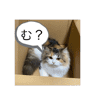 もこリコねこと仲間たち（個別スタンプ：6）
