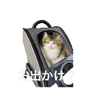 もこリコねこと仲間たち（個別スタンプ：7）