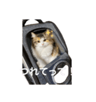 もこリコねこと仲間たち（個別スタンプ：8）