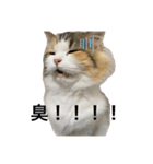 もこリコねこと仲間たち（個別スタンプ：11）