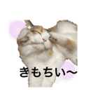 もこリコねこと仲間たち（個別スタンプ：12）