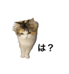 もこリコねこと仲間たち（個別スタンプ：13）