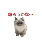 もこリコねこと仲間たち（個別スタンプ：14）