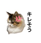 もこリコねこと仲間たち（個別スタンプ：15）