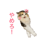 もこリコねこと仲間たち（個別スタンプ：16）