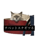 もこリコねこと仲間たち（個別スタンプ：17）