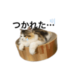 もこリコねこと仲間たち（個別スタンプ：24）