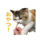 もこリコねこと仲間たち（個別スタンプ：28）