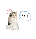 もこリコねこと仲間たち（個別スタンプ：29）