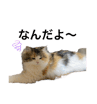 もこリコねこと仲間たち（個別スタンプ：31）