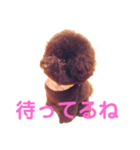トイプードルのクレアさん。エピソードわん（個別スタンプ：3）