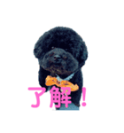 トイプードルのクレアさん。エピソードわん（個別スタンプ：5）