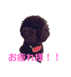 トイプードルのクレアさん。エピソードわん（個別スタンプ：7）