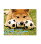 可愛い犬スタンプ！（個別スタンプ：1）