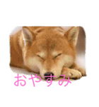 可愛い犬スタンプ！（個別スタンプ：2）