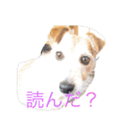 可愛い犬スタンプ！（個別スタンプ：3）