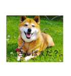 可愛い犬スタンプ！（個別スタンプ：6）