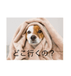 可愛い犬スタンプ！（個別スタンプ：7）