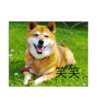 可愛い犬スタンプ！（個別スタンプ：8）