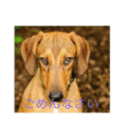 可愛い犬スタンプ！（個別スタンプ：9）