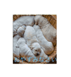 可愛い犬スタンプ！（個別スタンプ：10）