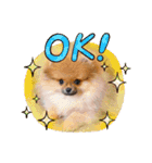 可愛い犬スタンプ！（個別スタンプ：13）
