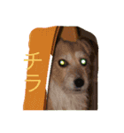 可愛い犬スタンプ！（個別スタンプ：14）
