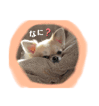 チワワのチーくんスタンプ（個別スタンプ：3）
