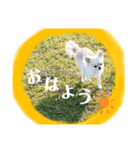 チワワのチーくんスタンプ（個別スタンプ：6）