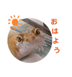 レオパ・ヒョウモントカゲモドキ会話（個別スタンプ：1）