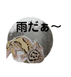 レオパ・ヒョウモントカゲモドキ会話（個別スタンプ：2）