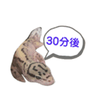 レオパ・ヒョウモントカゲモドキ会話（個別スタンプ：3）
