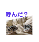 レオパ・ヒョウモントカゲモドキ会話（個別スタンプ：4）