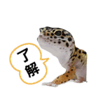 レオパ・ヒョウモントカゲモドキ会話（個別スタンプ：5）