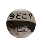レオパ・ヒョウモントカゲモドキ会話（個別スタンプ：8）
