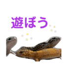 レオパ・ヒョウモントカゲモドキ会話（個別スタンプ：9）