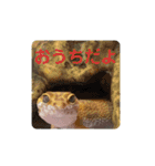 レオパ・ヒョウモントカゲモドキ会話（個別スタンプ：14）