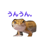 レオパ・ヒョウモントカゲモドキ会話（個別スタンプ：16）