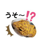 レオパ・ヒョウモントカゲモドキ会話（個別スタンプ：18）