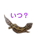 レオパ・ヒョウモントカゲモドキ会話（個別スタンプ：19）