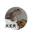 レオパ・ヒョウモントカゲモドキ会話（個別スタンプ：20）