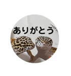 レオパ・ヒョウモントカゲモドキ会話（個別スタンプ：24）