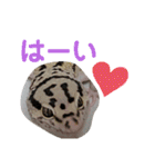 レオパ・ヒョウモントカゲモドキ会話（個別スタンプ：27）