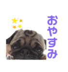 パグのコジ（個別スタンプ：24）