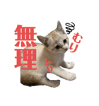 いやしにゃんこ（個別スタンプ：2）