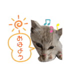 いやしにゃんこ（個別スタンプ：7）