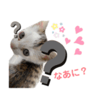 いやしにゃんこ（個別スタンプ：8）