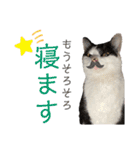 いやしにゃんこ（個別スタンプ：10）