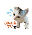 いやしにゃんこ（個別スタンプ：12）