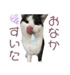 いやしにゃんこ（個別スタンプ：13）